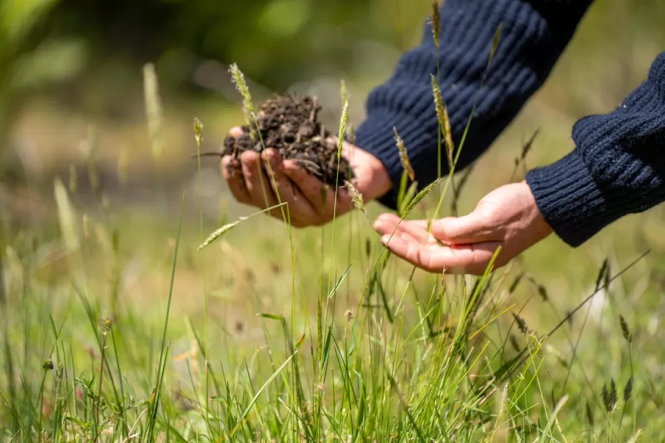Close-up of hands holding soil above tall grass.